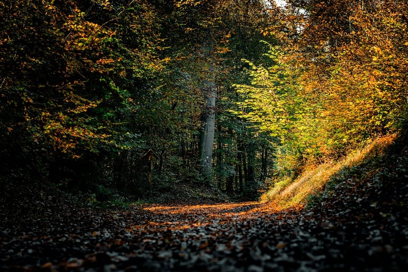 Woodland Wonderland